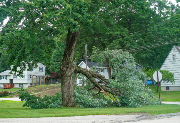 Best Tree Risk Assessment  in Beaver Falls, PA